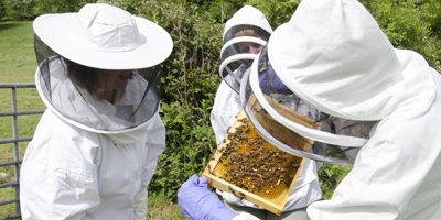 People making their first in the teaching apiary